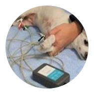 Veterinary measurement