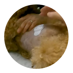Veterinary biosignals